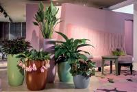 Green Design Indoor Plant Hire Newcastle image 1